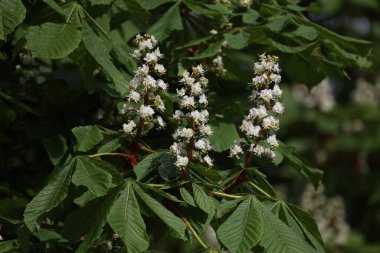 Bir kestane ağacının çiçek tomurcuklarını kapat, Aesculus hipocastanum