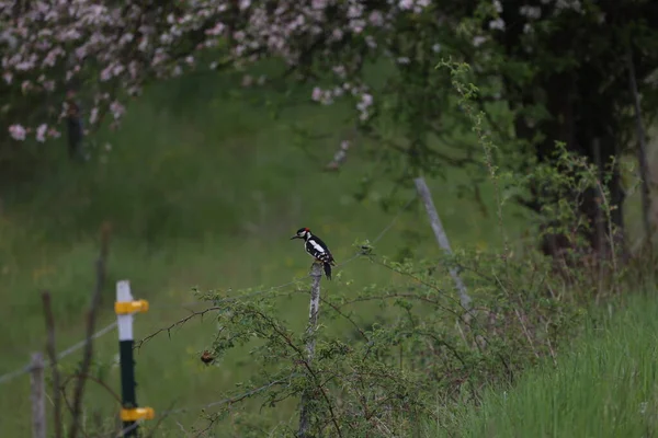 电线电源插座上的斑点啄木鸟 — 图库照片