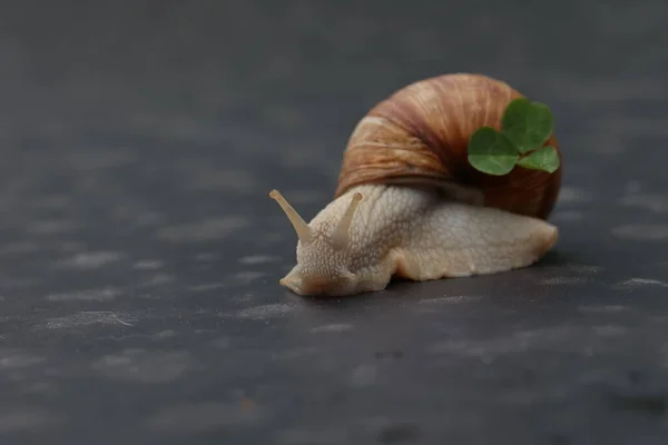 Druivenslak Kruipt Langzaam Een Vlak Oppervlak — Stockfoto