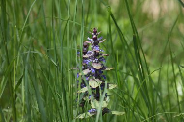 İlkbaharda Atropurpurea 'nın güzel mavi çiçekleri..