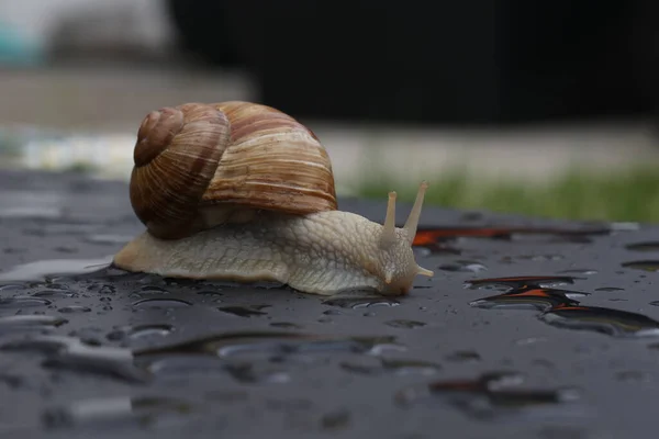 Escargot Raisin Rampant Lentement Sur Une Surface Plane — Photo