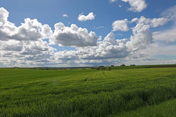 Voorjaarslandschap Met Groene Velden Weiden — Stockfoto