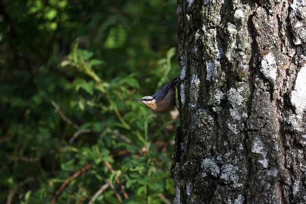 Eurasia Nuthatch Sienta Tronco Abedul — Foto de Stock