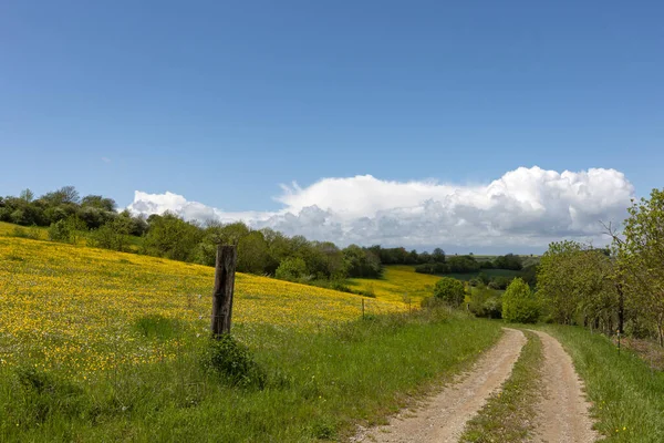 Wiosenny Krajobraz Zielonymi Polami Łąkami — Zdjęcie stockowe