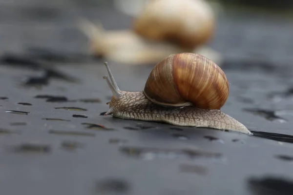 Caracol Uva Lentamente Rastejando Uma Superfície Plana — Fotografia de Stock