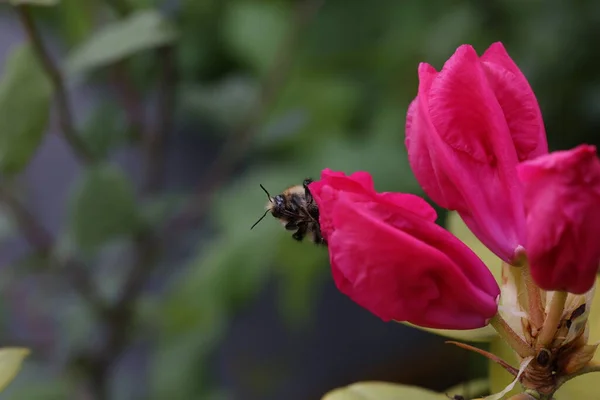 Shaggy Μέλισσα Ένα Κόκκινο Λουλούδι Rhododendron — Φωτογραφία Αρχείου