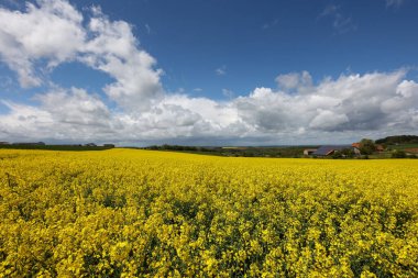 Güneşli bir günde ırz düşmanı tarlası.