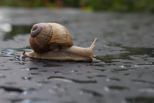 Druivenslak Kruipt Langzaam Een Vlak Oppervlak — Stockfoto