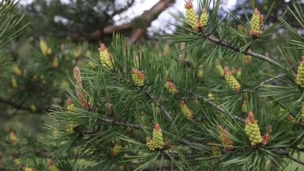 Pohon Pinus Mekar Hutan Pada Musim Semi — Stok Video