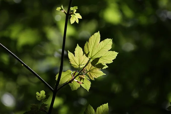 Groene Bladeren Het Bos Verlicht Door Fel Zonlicht — Stockfoto