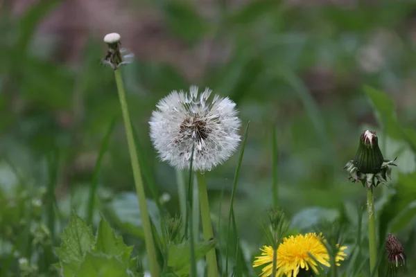 Paardebloem Witte Zaden Closeup Wazig Gras Achtergrond — Stockfoto