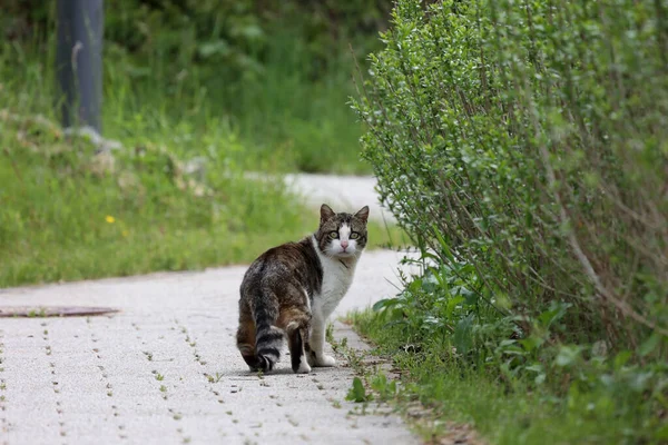 Domowy Kot Ulicy Obejrzał Się Siebie — Zdjęcie stockowe