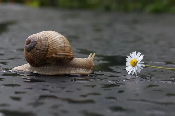 Escargot Raisin Rampant Lentement Sur Une Surface Plane — Photo