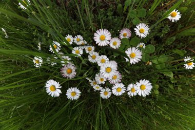 Yükseklerden çekilen güzel beyaz papatyalar.