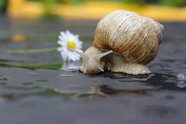 Caracol Uva Lentamente Rastejando Uma Superfície Plana — Fotografia de Stock