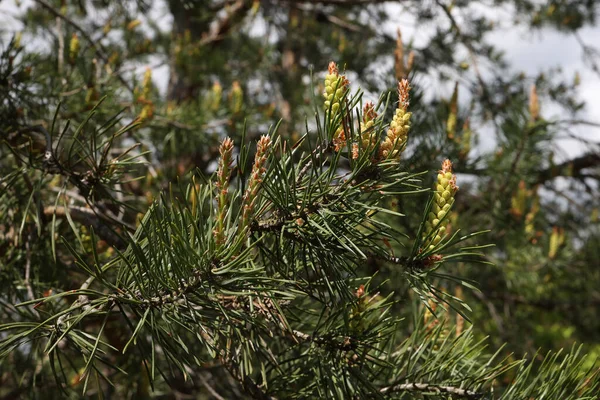 Närbild Blomknoppar Kastanj Träd Aesculus Hippocastanum — Stockfoto