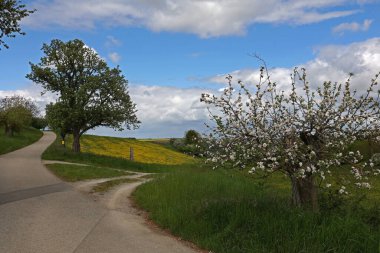 Çiçekli çayırlar ve çayırlarla dolu bahar manzarası.
