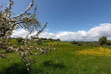 Çiçekli çayırlar ve çayırlarla dolu bahar manzarası.