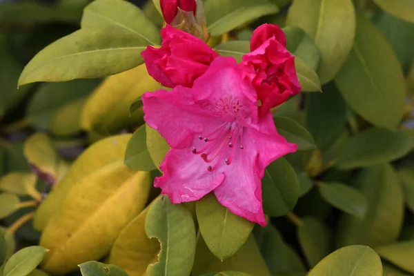 Flores Florecientes Rhododendron Jardín Primavera —  Fotos de Stock