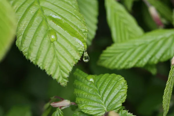 Een Druppel Vloeistof Stroomt Door Een Groen Blad — Stockfoto