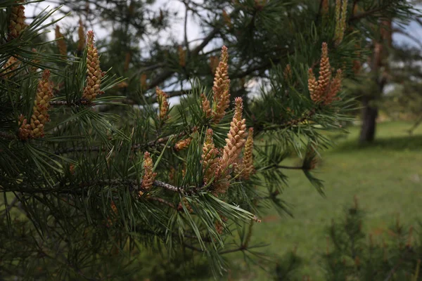 Blooming Pine Tree Forest Spring — Stock Photo, Image