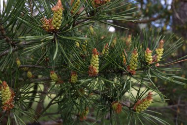 İlkbaharda ormanda açan çam ağacı.