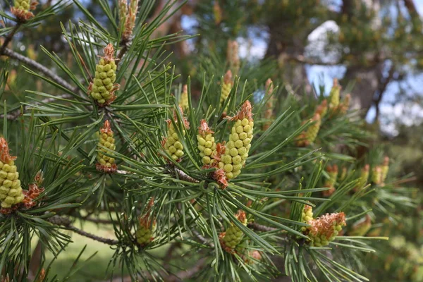 Blooming Pine Tree Forest Spring — Stock Photo, Image