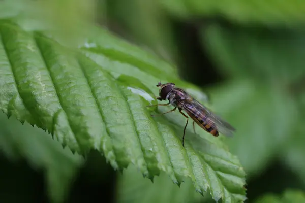Pouco Hoverfly Descansando Nas Folhas Arbusto — Fotografia de Stock