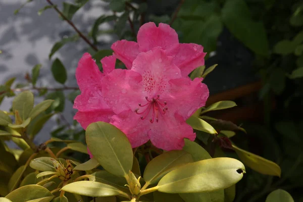 Rhododendron Flores Florescendo Jardim Primavera — Fotografia de Stock