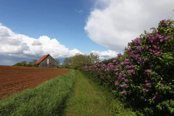 春光明媚 郁郁葱葱的紫丁香丛生 — 图库照片