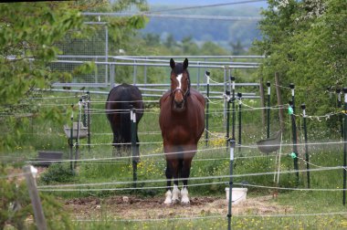 Çiftlik bahçesindeki otlakta atlar.