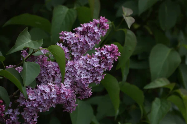 Ramo Fiori Lilla Con Foglie — Foto Stock