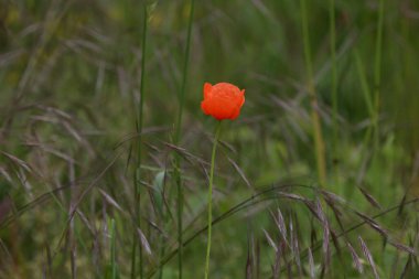 Çayırdaki kırmızı haşhaş.