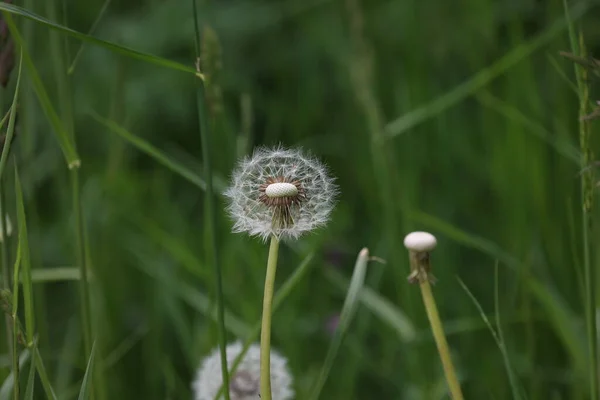 タンポポの白い種子がぼやけた草の背景で閉じます — ストック写真