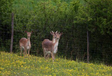 Ormanın kıyısındaki Roe geyiği