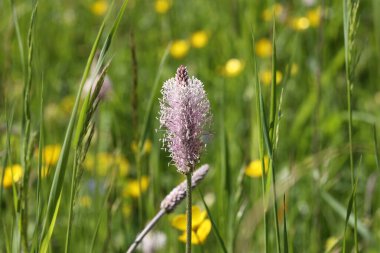 Lanceolata muzu öksürük önleyici özelliği olan şifalı bir bitkidir.