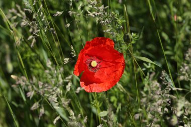 Çayırdaki kırmızı haşhaş.