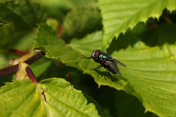 Green fly resting on green leaves of a bush — Stock Photo, Image