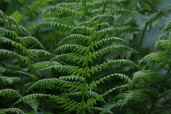Green fern leaves in the forest in summer