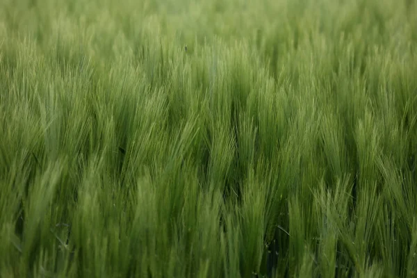 田野里长满了绿色的冬作物 — 图库照片