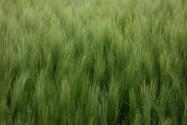 Grüne Winterfrüchte wachsen auf dem Feld — Stockfoto