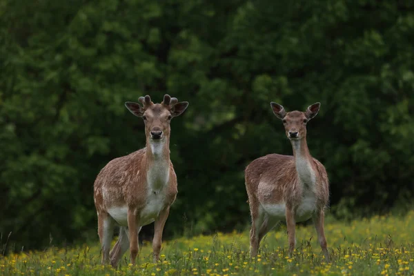 Cervos roe na borda da floresta — Fotografia de Stock