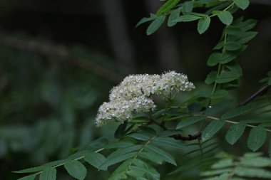 Rowan çiçek açar. Yeşil yaprakların arasındaki ağaçtaki Rowan çiçekleri.