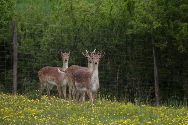 Cervos Roe Borda Floresta — Fotografia de Stock