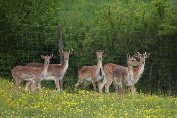 Caprioli Margini Della Foresta — Foto Stock