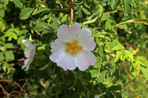 Jasnoróżowy Biały Kwiat Dzikiej Róży Dogrose Tle Zielonych Liści — Zdjęcie stockowe