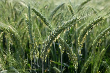 Genç yeşil buğday tarlasını kapatın..