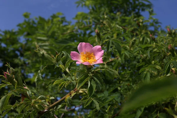 Светлая Роза Белый Цветок Дикой Розы Dogrose Фоне Зеленых Листьев — стоковое фото