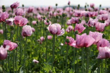 Kırmızı menekşe tarlası Yazın gelincik çiçeği.