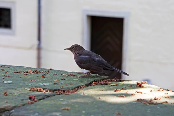 Amsel Auf Einer Steinmauer Der Stadt — Stockfoto